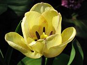 Tulipa butkovii 2.jpg