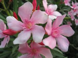 Nerium oleander in flower