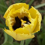 Yellow fringed tulip.jpg