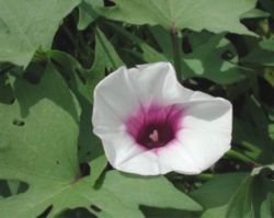 Sweet potato in flowerHemingway, South Carolina