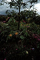 Pachira aquatica.jpg