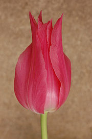 Tulip Tulipa Pink Cultivar 2000px.jpg