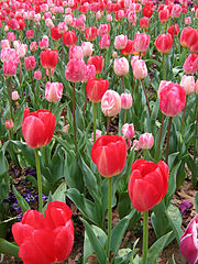 Tulip - floriade canberra04.jpg