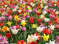 Lily flowered tulip