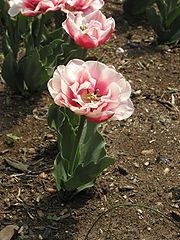 Double-Petalled Tulip - Cylburn Arboretum 2 (turned 90º).jpg