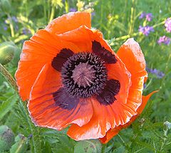 Oriental poppy
