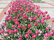 Tullips1.jpg