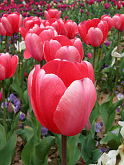 Tulip - floriade canberra03.jpg