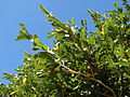 Starr 070111-3186 Ficus pumila.jpg