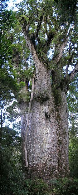 Agathis australis (New Zealand Kauri)