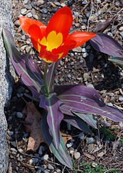 Tulip Tulipa 'Juan' Plant 1872px.jpg