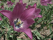 Tulipa platystigma2.jpg