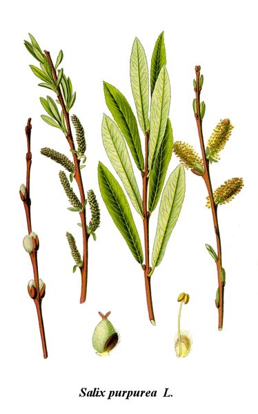 File:Cleaned-Illustration Salix purpurea.jpg