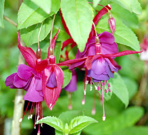 File:DoubleFuchsias wb.jpg