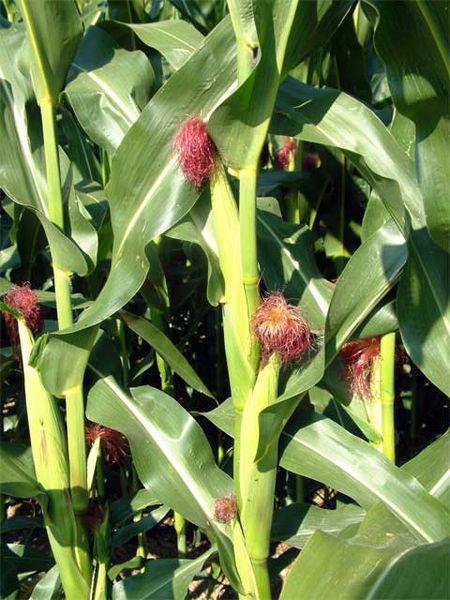 File:Maize ear.jpg