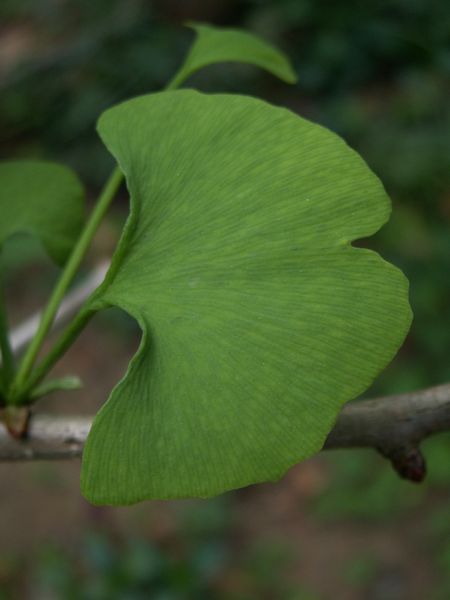 File:Ginkgo leaf closeup.jpg