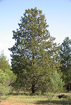 File:Slender Cypress-pine.jpg