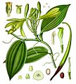 File:108px-Vanilla planifolia - Köhler–s Medizinal-Pflanzen-278.jpg