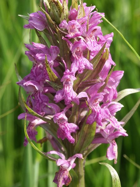 File:Dactylorhiza x aschersoniana 190505.jpg