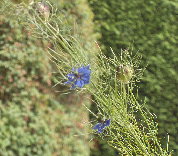 File:Nigella damascena01.jpg