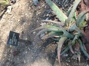 File:180px-Aloe sinkatana-IMG 0338 hunt07.jpg