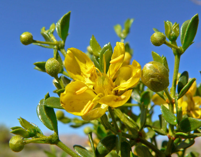 File:Larrea tridentata 3.jpg