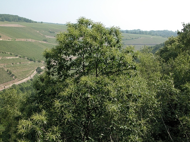 File:Esskastanie fg01.jpg