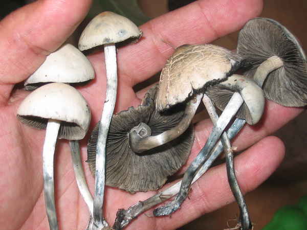 File:Pan.cyanescens.jpg