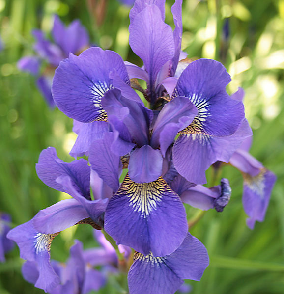 File:Iris (plant).jpg