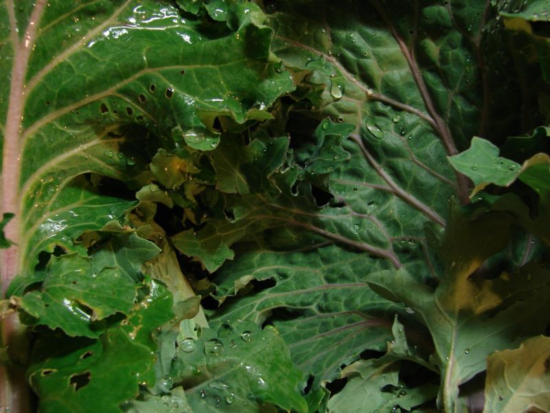 File:Kale1.jpg