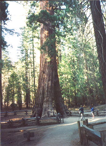 File:Sequoiadendron1.jpg