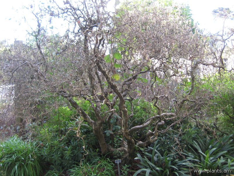 File:Corylus avellana-contorta-IMG 7561 sfbg0308.jpg