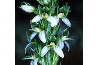 Piperia yadonii. Photo credit: John Game