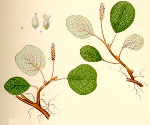File:Salix reticulata nätvide.jpg