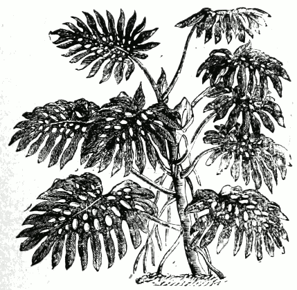 File:Monstera deliciosa.png