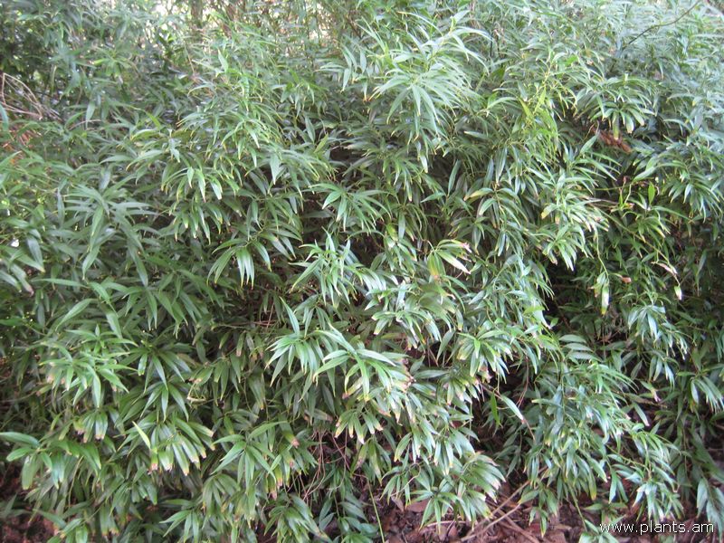 File:Sarcococca saligna-willow leaf sweet box-IMG 7402 sfbg0308.jpg