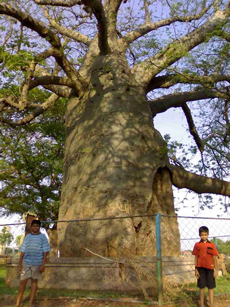 File:SavanurBaobab06052007318.jpg