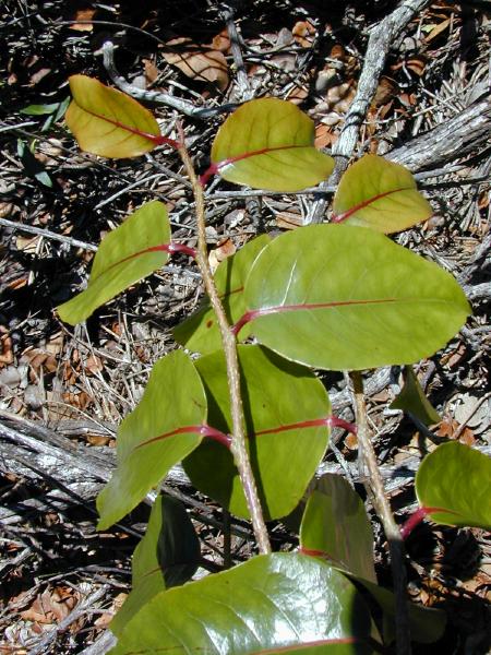 File:Xylosma hawaiiense1.jpg