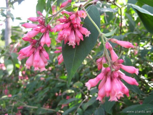 File:600px-Cestrum elegans-smithii-IMG 7374 sfbg0308.jpg