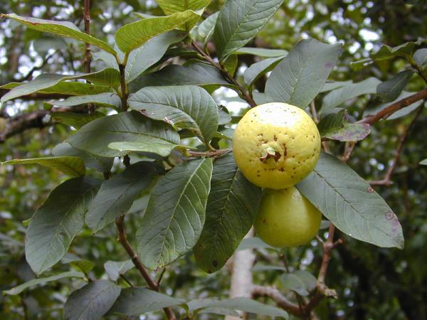 File:Psidium guajava.jpg