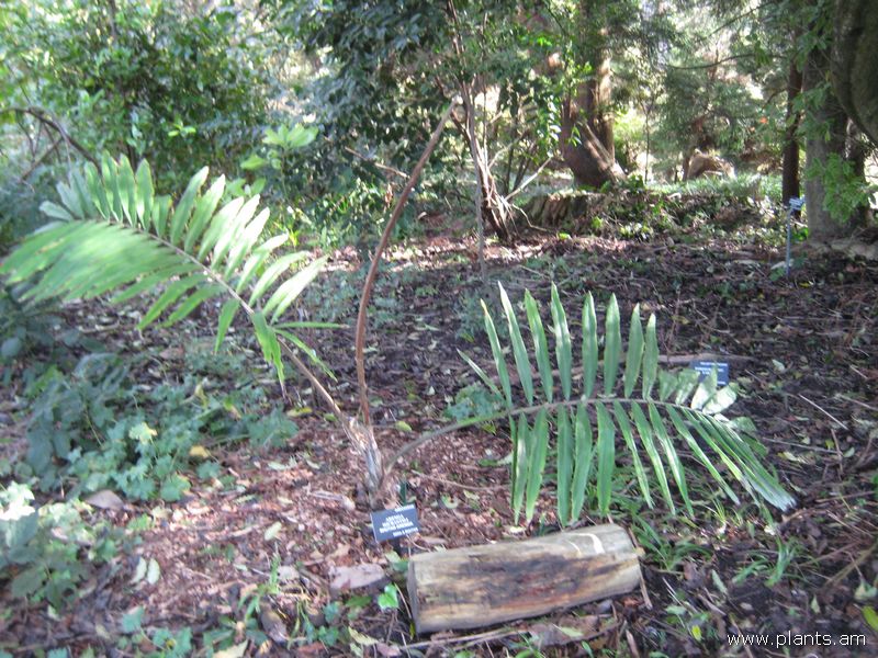 File:Arenga micrantha-bhutan arenga-IMG 7420 sfbg0308.jpg