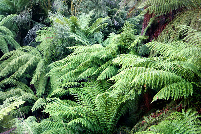 File:Ferns.jpg