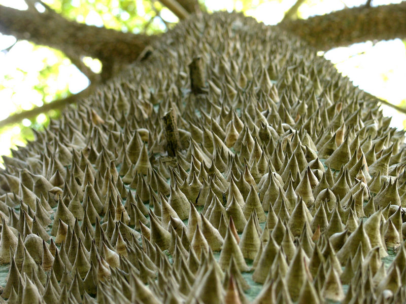 File:20071025063544!Ceiba pentandra fruit out hg.jpg