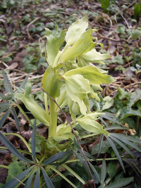 File:20070414142947!Helleborus foetidus0.jpg