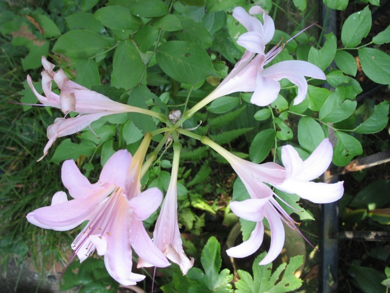 File:Lycoris squamigera2.jpg