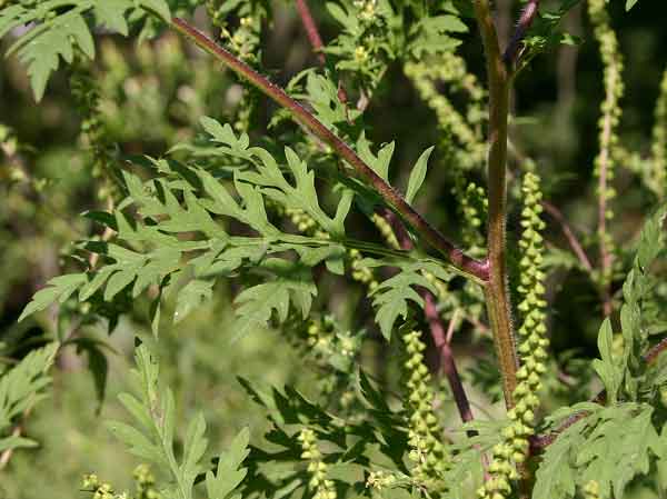 File:Western ragweed.jpg
