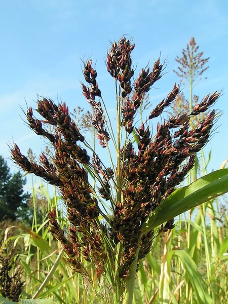File:Sorghum bicolor03.jpg