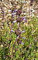 File:77px-Salvia munzii 2.jpg