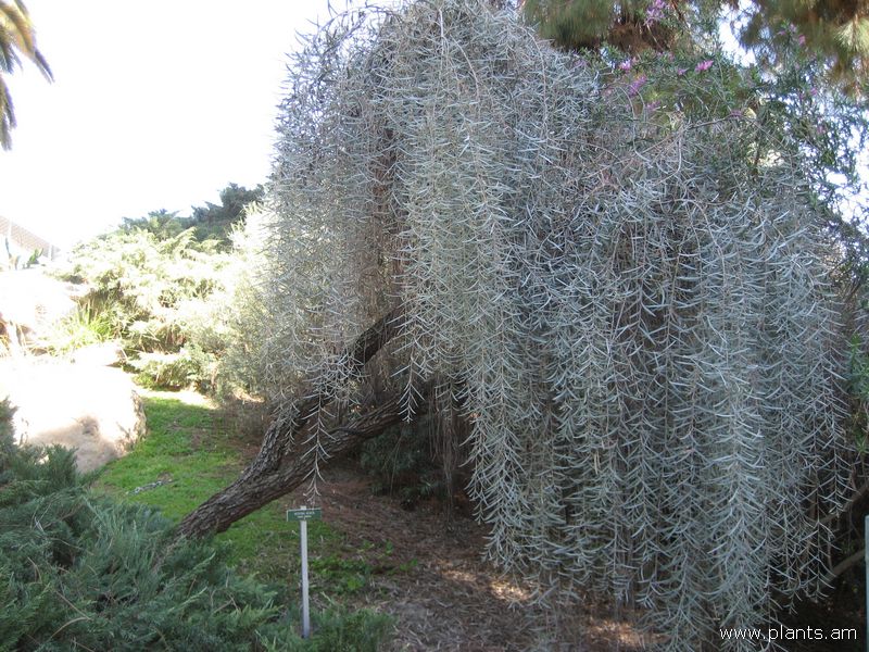 File:Acacia pendula-weeping acacia-IMG 1084 oc.jpg