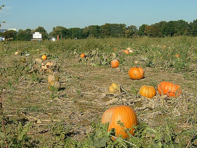 File:20070525121416!Pumpkins Field.jpg